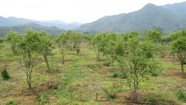 嘉宝果适合在哪里种植