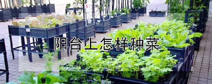 阳台上怎样种菜