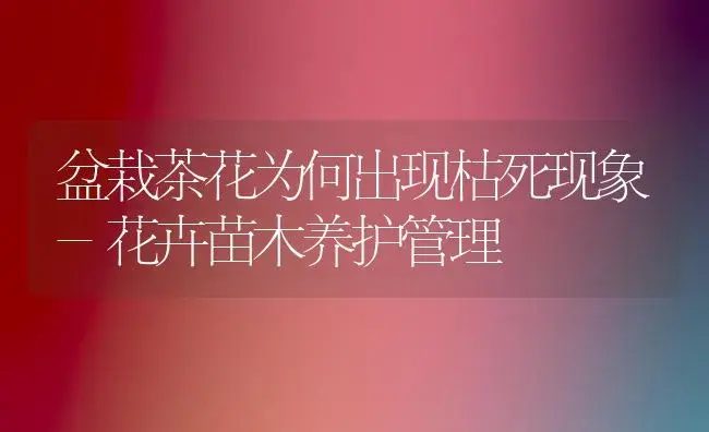 盆栽茶花为何出现枯死现象-花卉苗木养护管理 | 植物知识