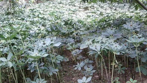 重楼怎么种植 重楼种植技术