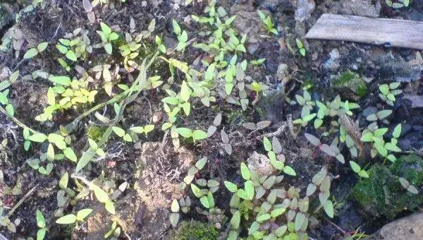 鸡冠花什么时候播种（几月） 鸡冠花什么季节开花