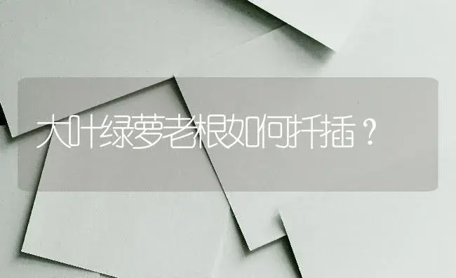 大叶绿萝老根如何扦插？ | 植物问答