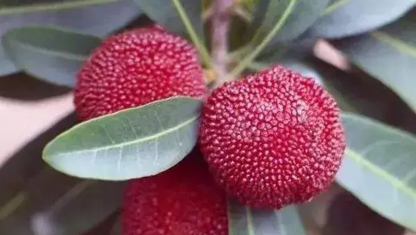 杨梅树的种植技术修剪