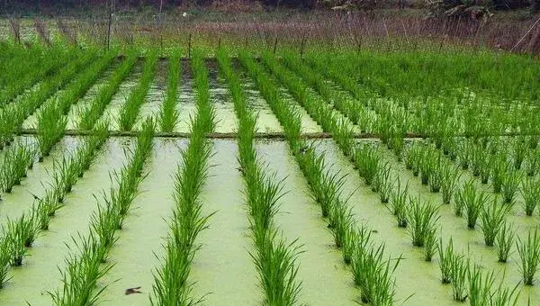 茭白科学种植技术