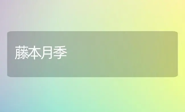 藤本月季 | 植物知识