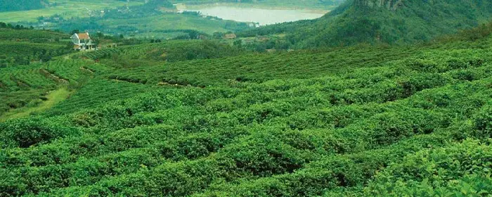 农村种植好项目，5个项目分析