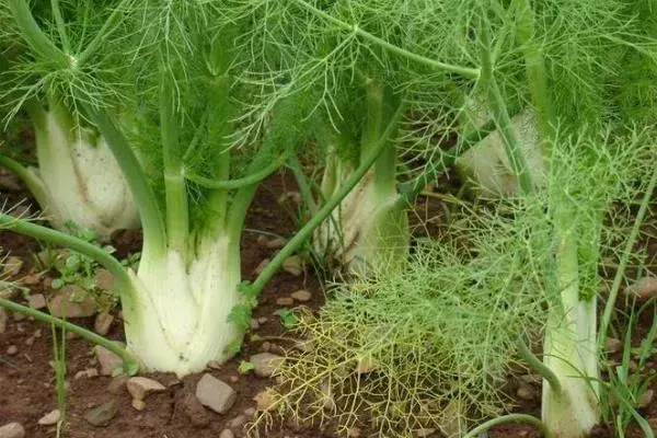 特种蔬菜种植项目有哪些，哪些种植前景好