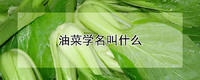 油菜学名叫什么