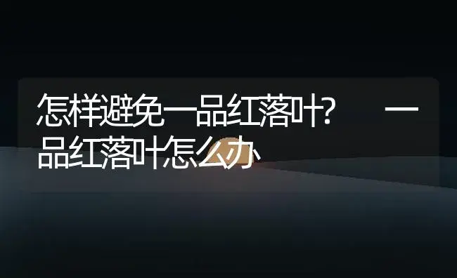 怎样避免一品红落叶? 一品红落叶怎么办 | 植物知识