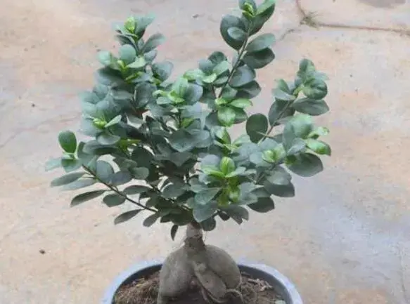 小叶榕树苗批发 小叶榕种植技术