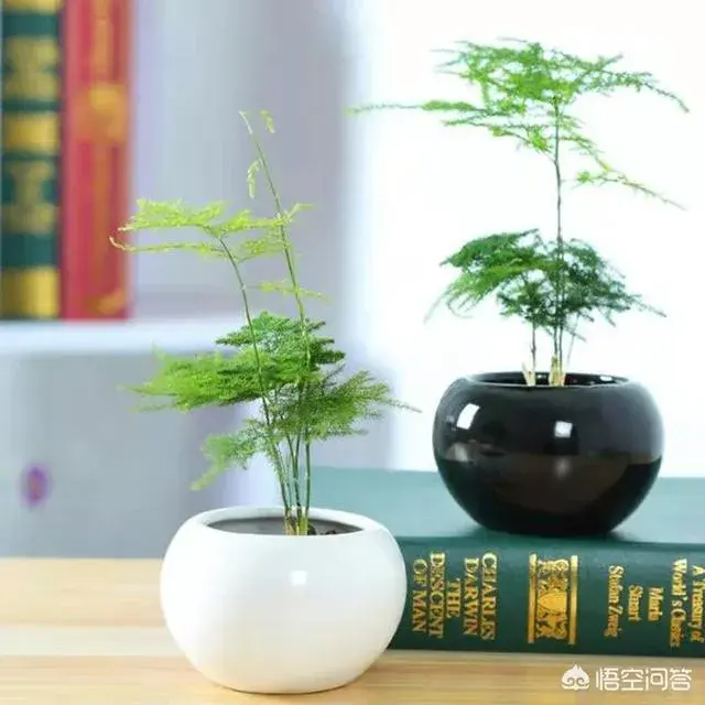 适合养文竹的花盆？