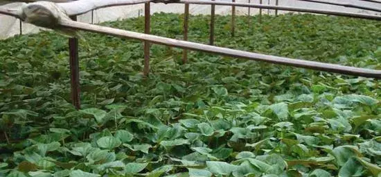 2017种鱼腥草赚钱吗？2017种鱼腥草前景及市场价格行情分析
