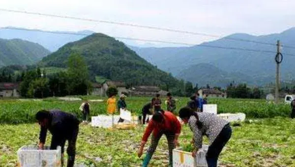 2018种生菜赚钱吗？生菜种植的利润与投资成本及前景预测