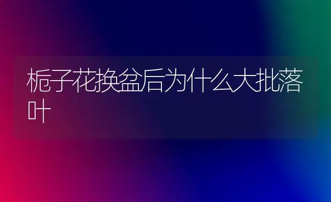 栀子花换盆后为什么大批落叶 | 植物知识