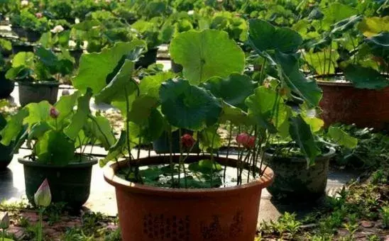荷花怎么种 荷花种植方法与注意事项