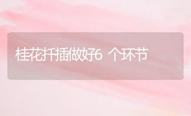 桂花扦插做好6个环节 | 植物知识