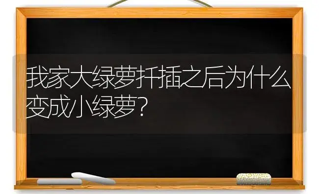 我家大绿萝扦插之后为什么变成小绿萝？ | 植物问答