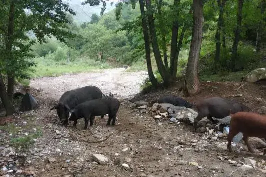 黑猪养殖基地散养 养殖黑猪赚钱吗？