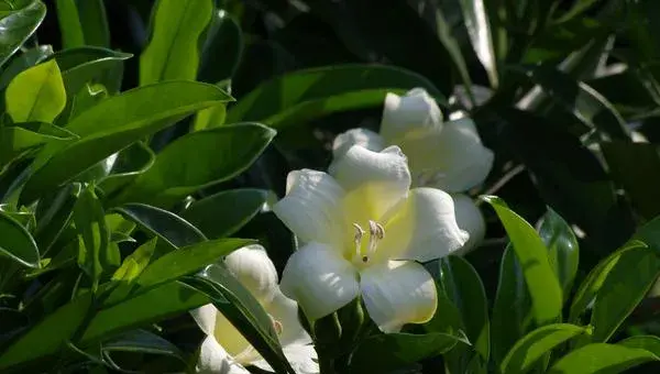 非洲茉莉怎么修剪 非洲茉莉适合放哪里