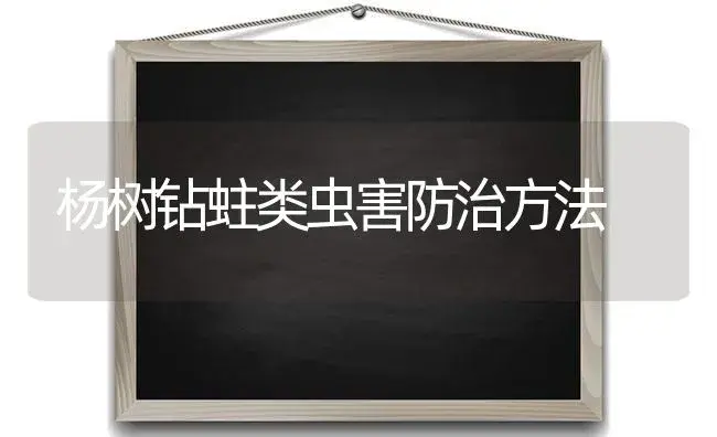 杨树钻蛀类虫害防治方法 | 植物知识