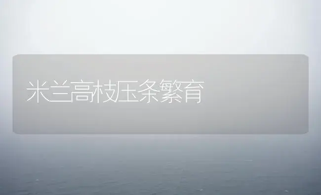 米兰高枝压条繁育 | 植物科普