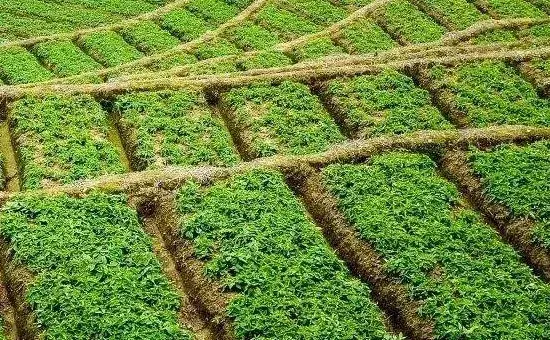 太子参种植技术与栽培管理，可块茎繁殖和种子繁殖
