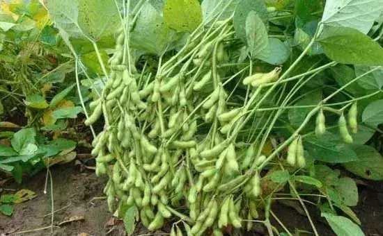 大豆的高产种植方法