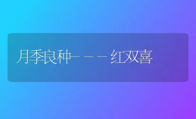 月季良种---红双喜 | 植物科普