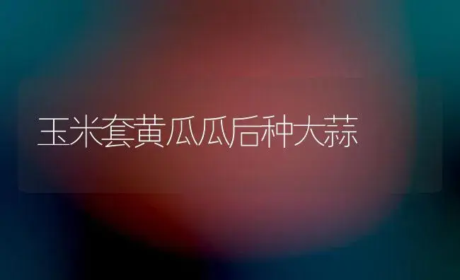 玉米套黄瓜瓜后种大蒜 | 植物百科