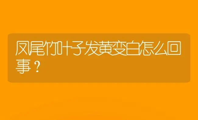 凤尾竹叶子发黄变白怎么回事？ | 植物问答