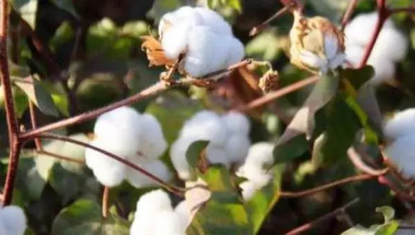 新疆棉花机械化种植技术要点