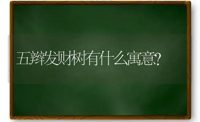 五辫发财树有什么寓意？ | 植物问答