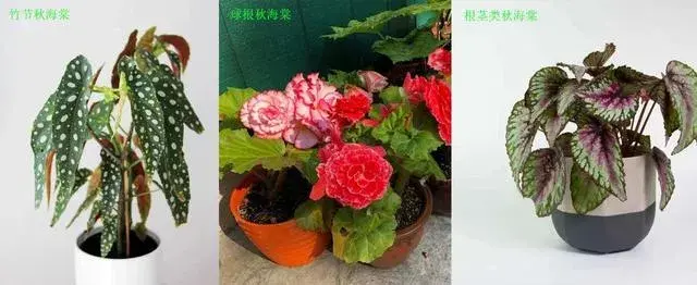 同和蟆草叶一样的花叫啥花？