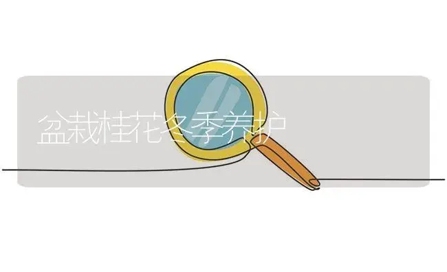 盆栽桂花冬季养护 | 植物知识