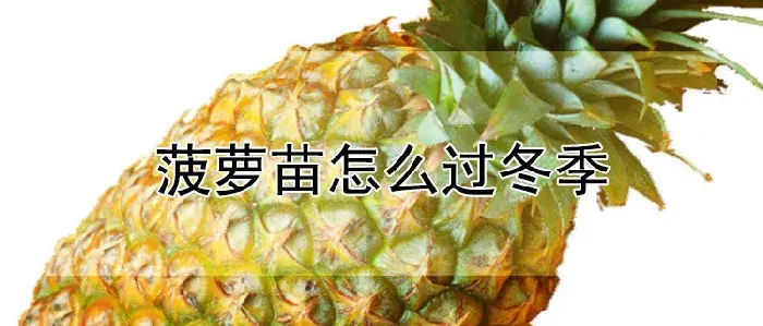 菠萝苗怎么过冬季