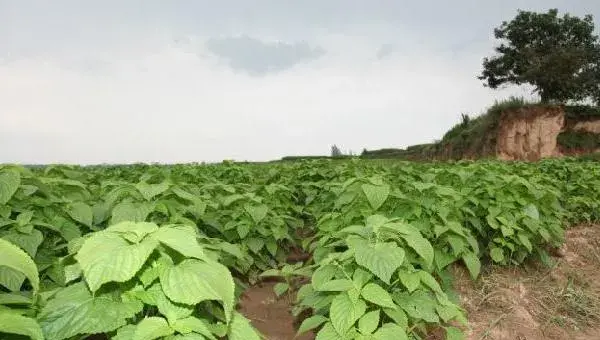 紫苏什么时候种 紫苏栽培技术