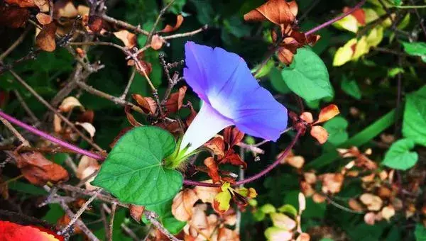 牵牛花怎么传播种子 牵牛花播种繁殖方法