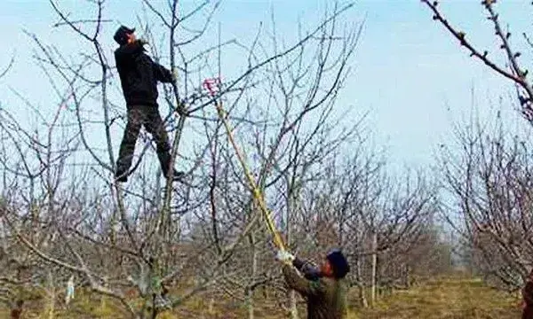 苹果的冬剪注意什么