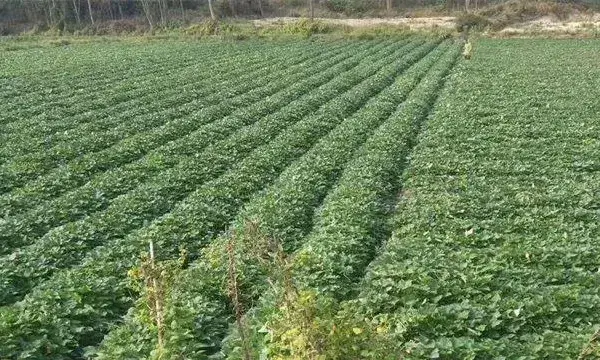 毛薯的种植时间与方法