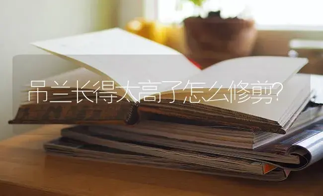 发财树是潮土上盆还是干土？ | 植物问答