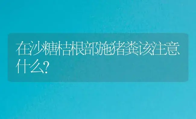 在沙糖桔根部施猪粪该注意什么？ | 植物百科