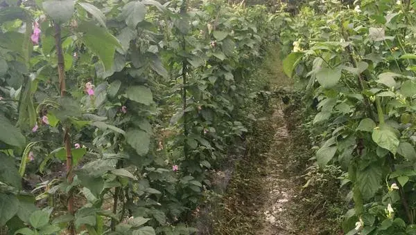 紫扁豆科学种植技术