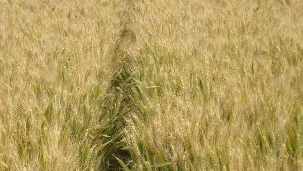 2018种小麦赚钱吗？小麦种植的利润与投资成本及前景预测