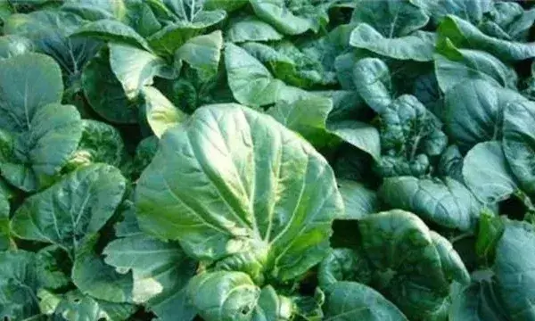 夏季白菜种植管理技巧