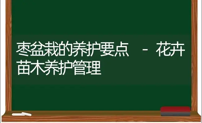 枣盆栽的养护要点 -花卉苗木养护管理 | 植物科普