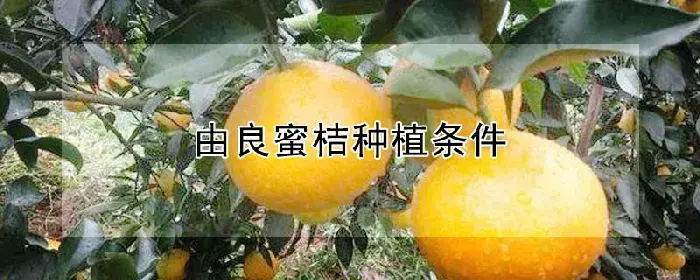 由良蜜桔种植条件