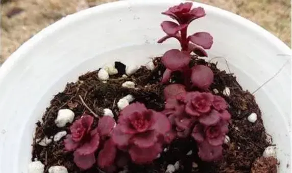 多肉植物小球玫瑰的养殖方法（快速爆盆） 小球玫瑰的养殖注意事项