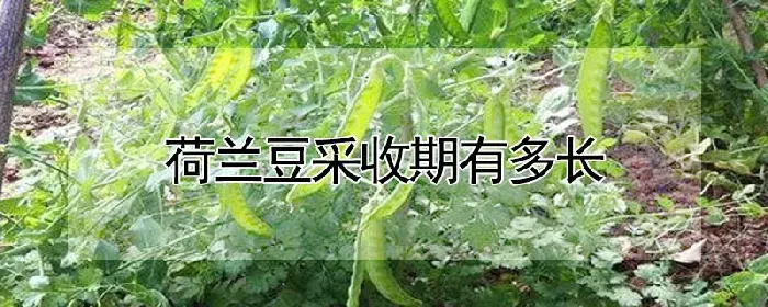荷兰豆采收期有多长