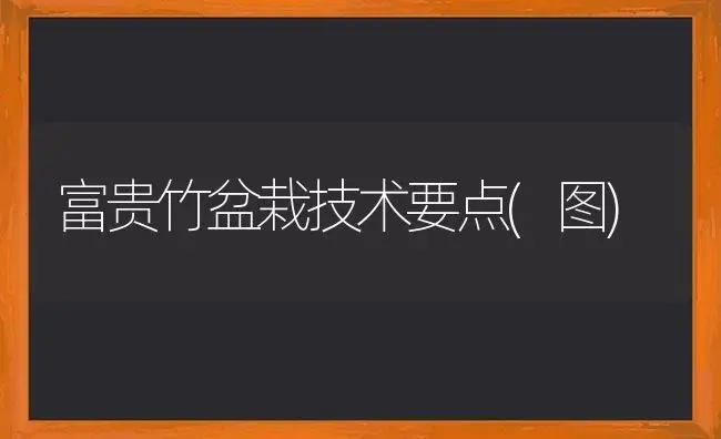 富贵竹盆栽技术要点(图) | 植物科普
