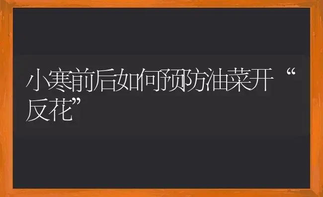 莲藕栽培技术―适时采收、留好种藕 | 植物科普